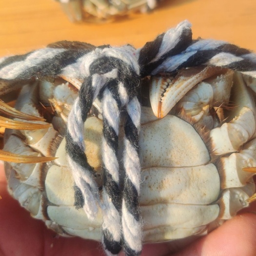 山东特产大闸蟹