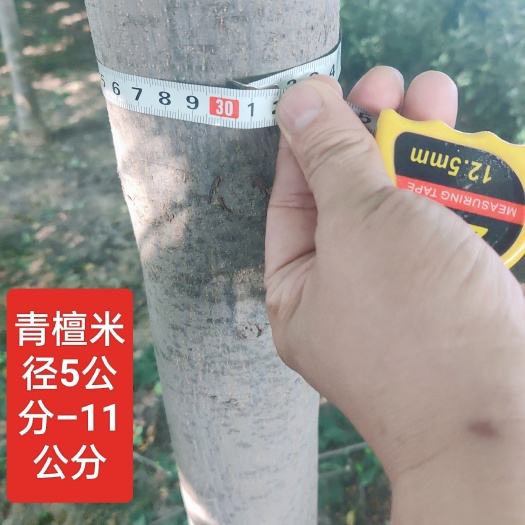 洛阳青檀树