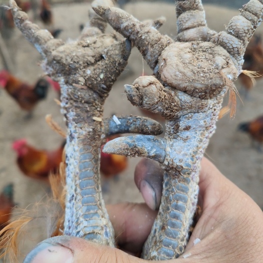 沂南县散养大公鸡