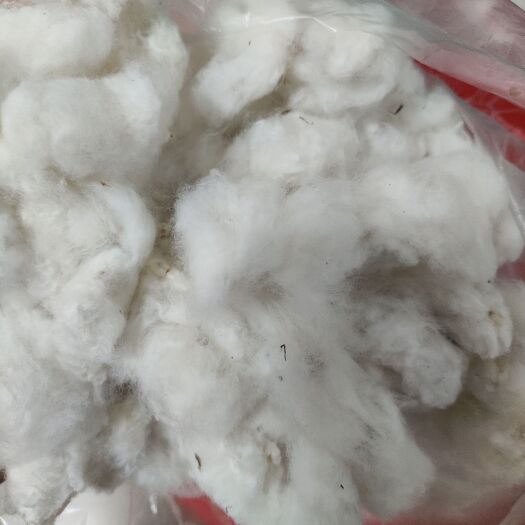 济宁棉花籽棉2023优质带籽棉花山东新棉花自家种植