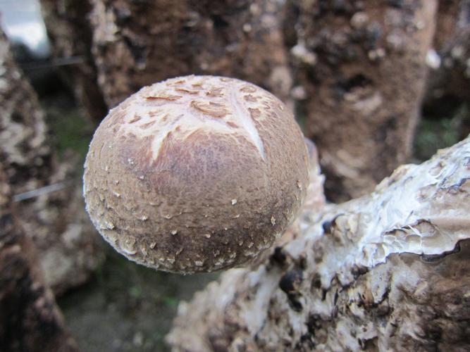 出口品质香菇  伏牛山香菇基地  干香菇基地直发