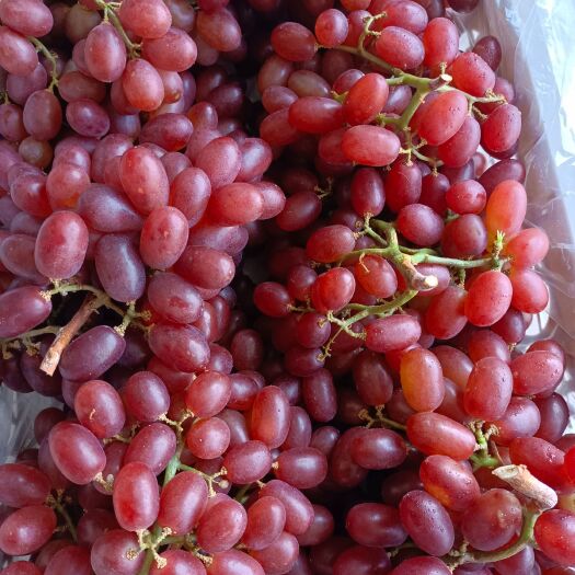 山东青岛莱西市精品长粒园粒克瑞森葡萄大量上市