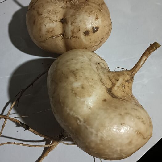 襄樊脆甜凉薯现产