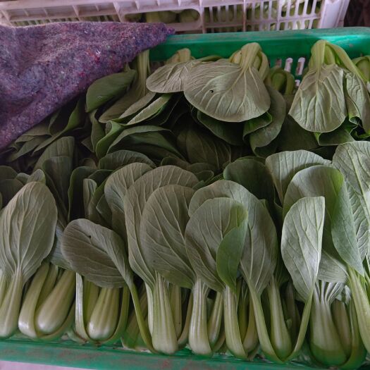 商丘上海青毛白菜小油菜杭白菜菠菜，基地直发，一手货源