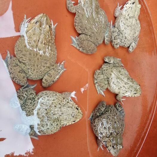 横州市少量精养一天换2次水的半斤重泰蛙，味道香甜