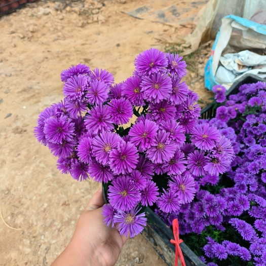 丹麦翠菊  电商品质 爆盆发货