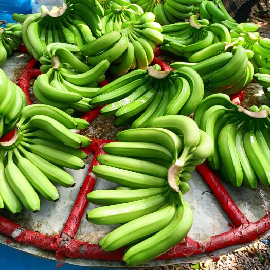 马关县香蕉  巴蕉
