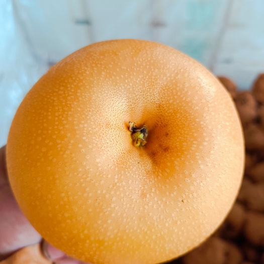 莱西市秋月梨