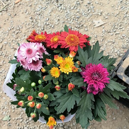菊花  球菊 千头菊 多色菊花
