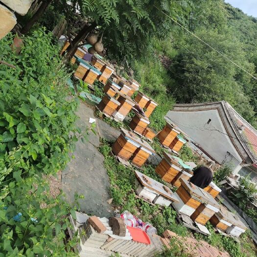 北京家养蜂蜜土蜂蜜山区农村自产自销纯正土蜂蜂蜜
