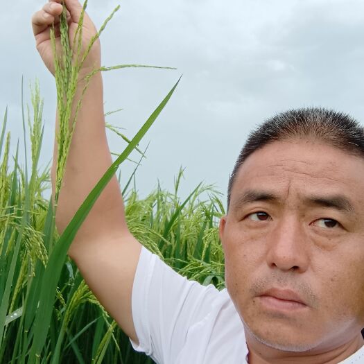 余干县巨型稻，根深叶茂，不一样的水稻
