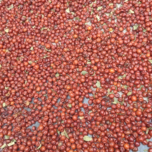 酸枣干