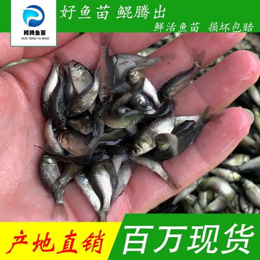 鲫鱼苗 鲲腾鱼苗 好鱼苗鲲腾出 产地直销百万现货