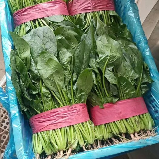 邯郸精品一级菠菜大量上市中