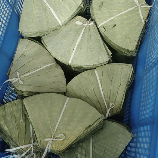 鱼台县荷叶