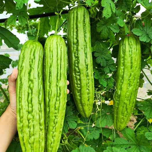 泰国油绿苦瓜品种，油亮平肩钝坐果能力强质量保证，厂家直销