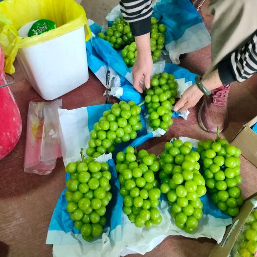 宁阳县阳光玫瑰精品