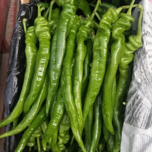 精品陇椒有货大量出
