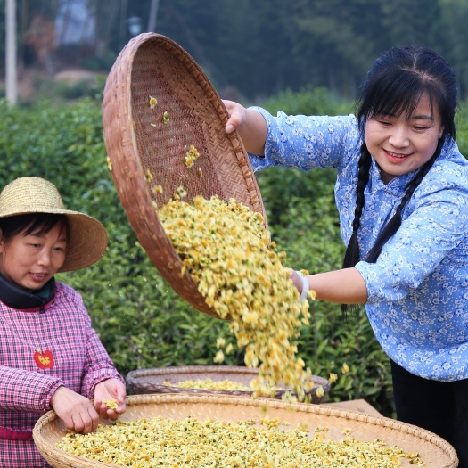 岳西县绿茶茶花茶树花茶叶树花