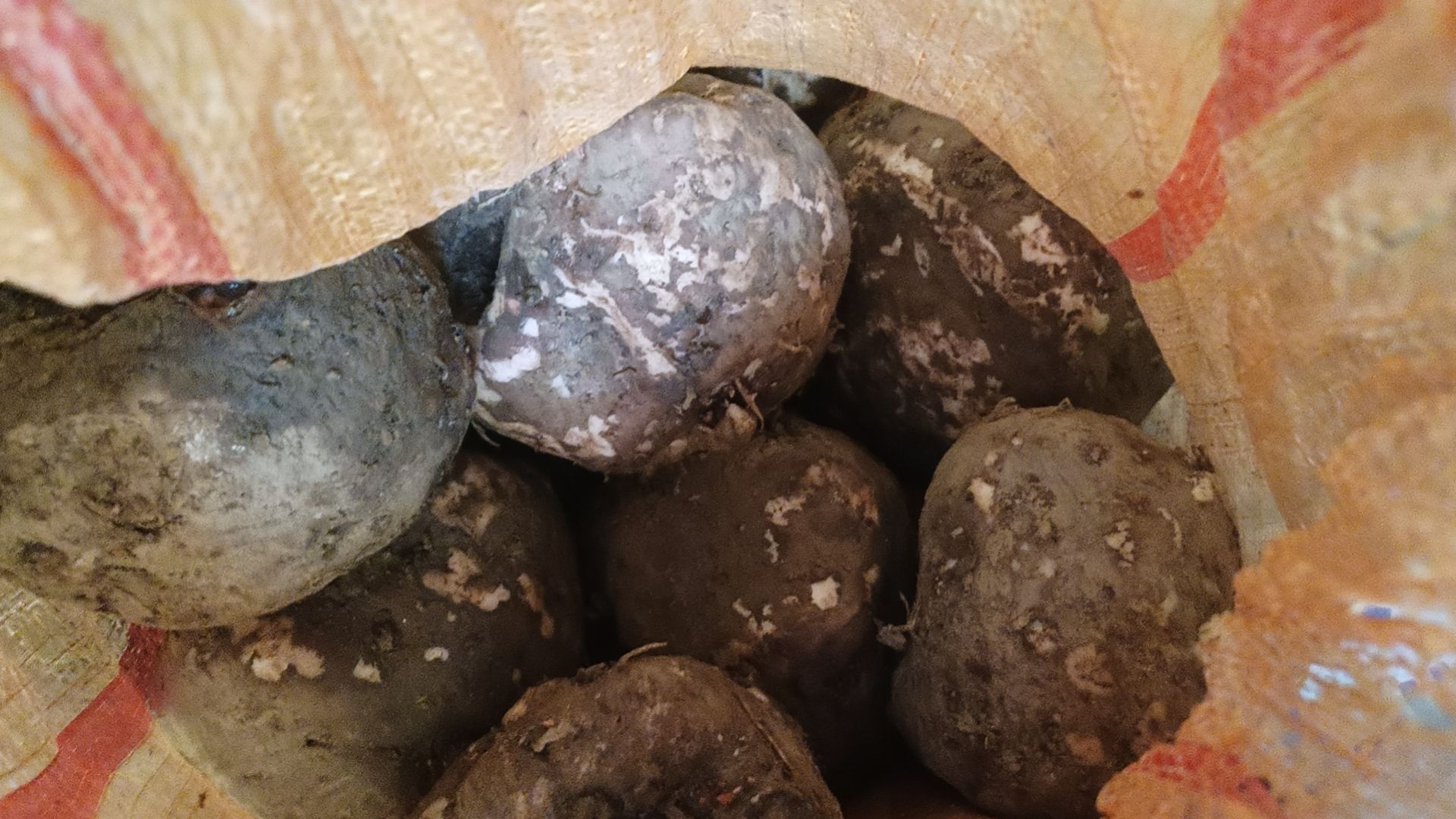 四川产地～花魔芋，商品魔芋  出粉率高  适合做魔芋豆腐