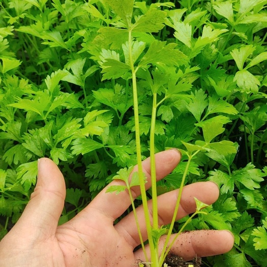 潍坊皇后西芹地拔穴盘芹菜苗