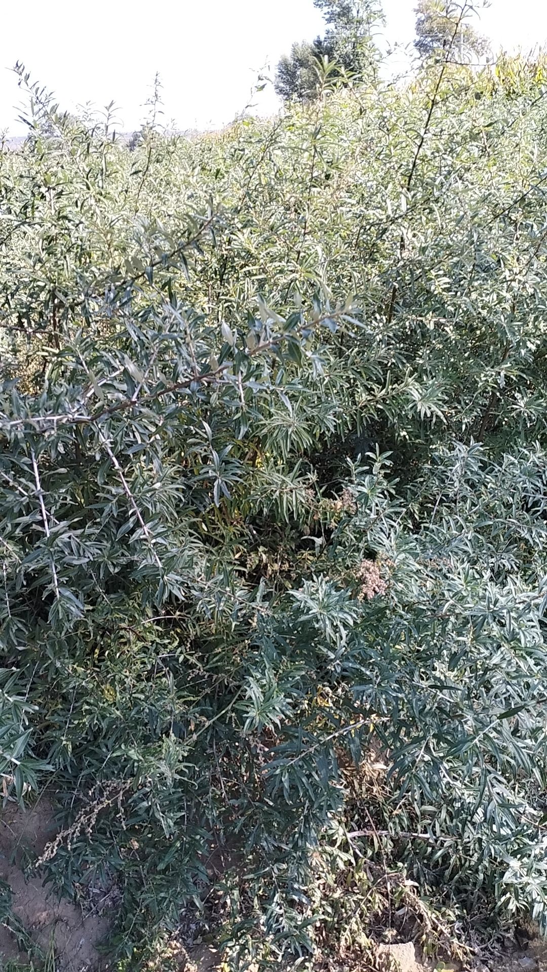 出售二年刺槐苗子紫穗槐沙棘山挑苗子，山杏苗子，榆树苗子，柠苗