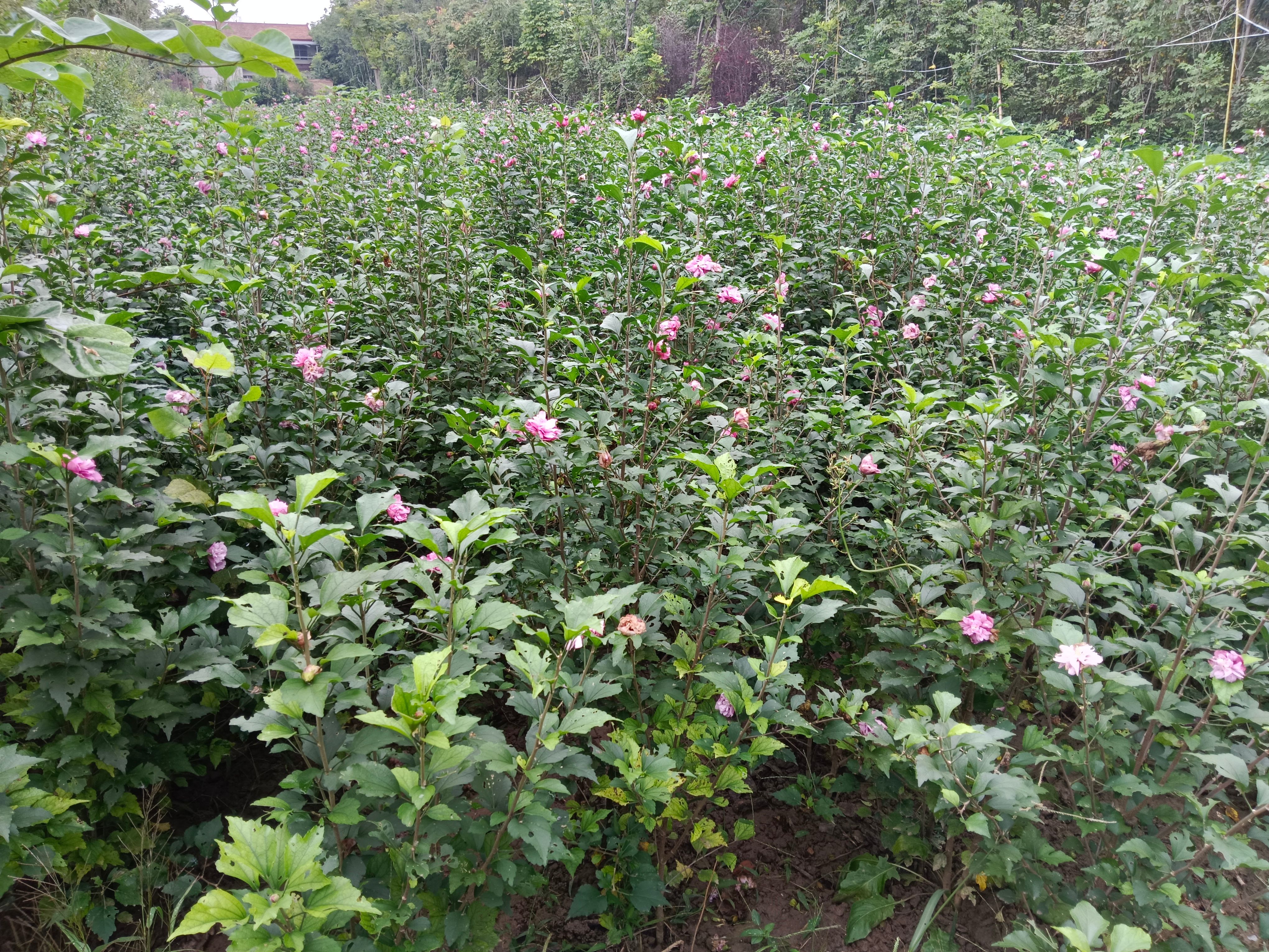 枝繁叶茂成活率高第一手货源