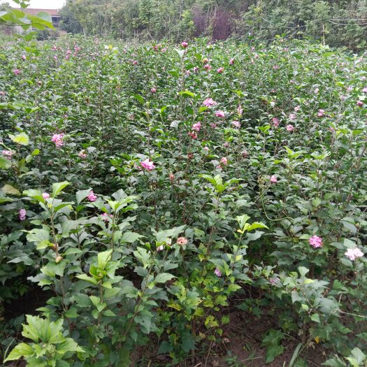 鄢陵县枝繁叶茂成活率高第一手货源