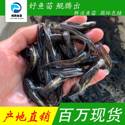 广州南方大口鲶鱼苗 杂交鲶鱼苗 每一尾都精挑细选