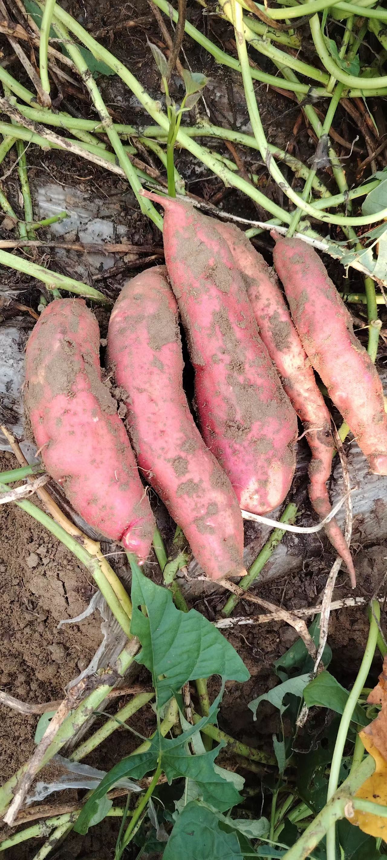 纯沙土地的西瓜红红薯大量上市，量大从优，真正一手货源