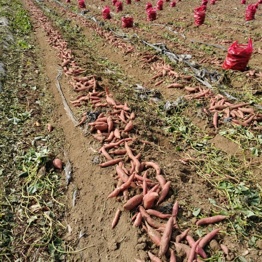 卢龙县西瓜红红薯，条形长，颜色鲜红，口感好，道地产地卢龙燕河红薯