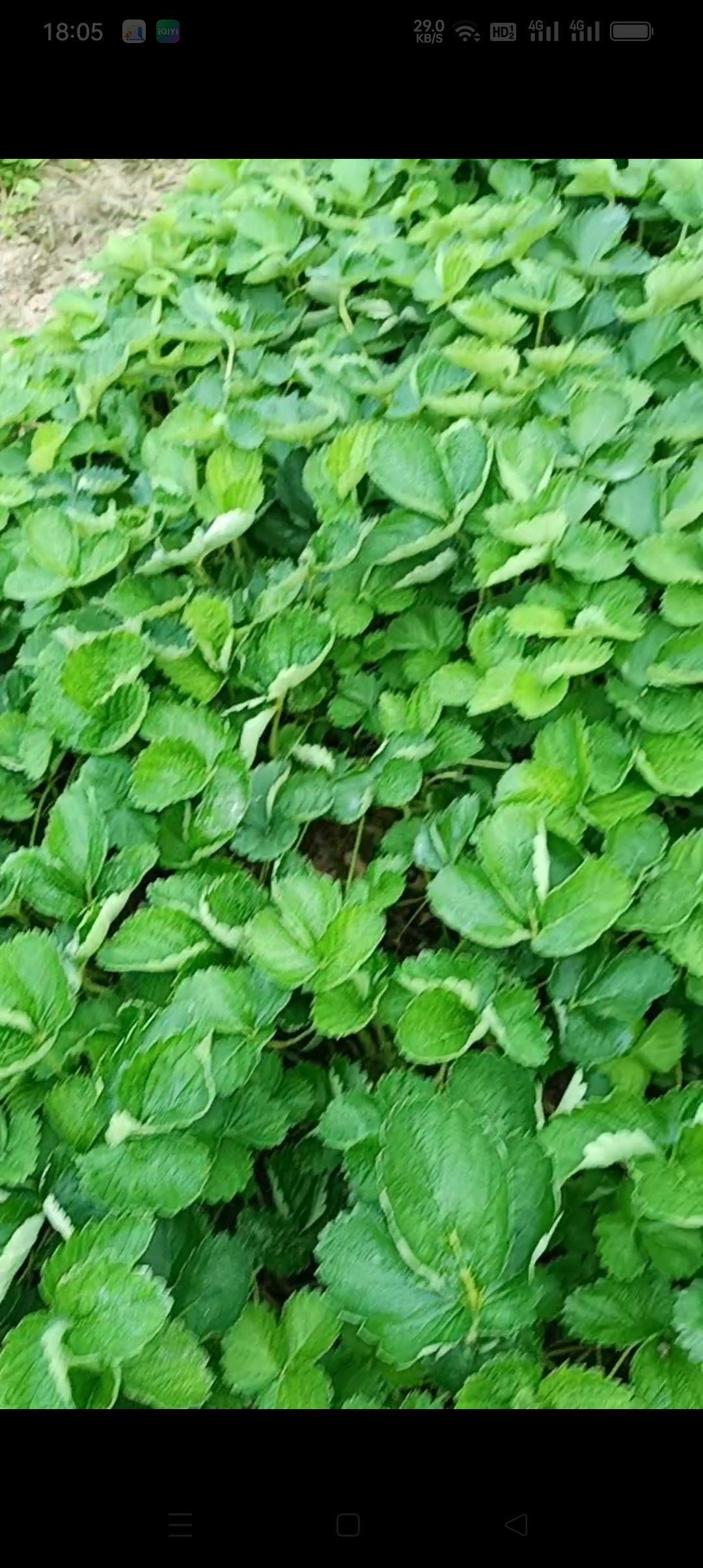 优质草莓苗出售