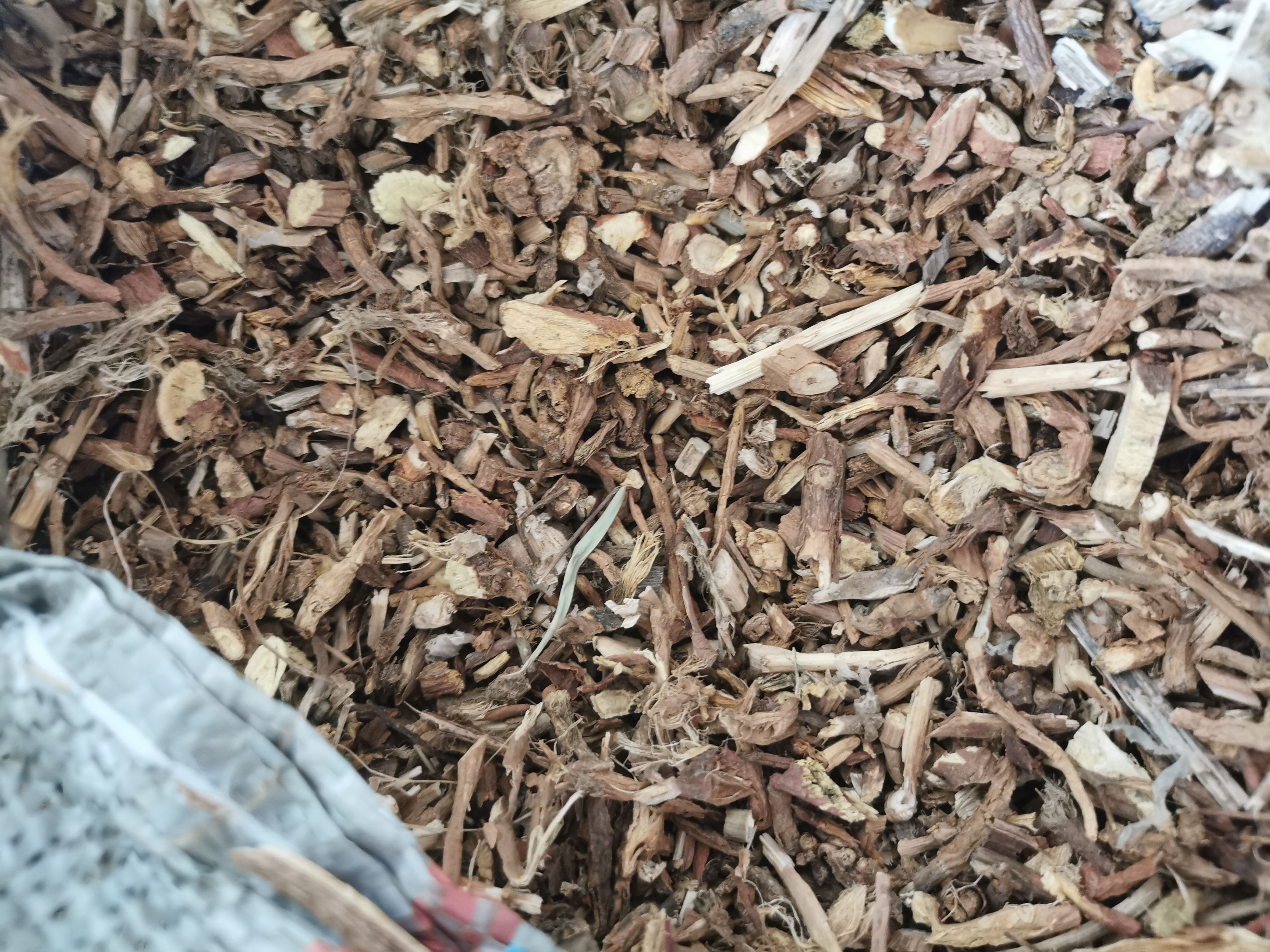 乌拉尔红甘草尾节