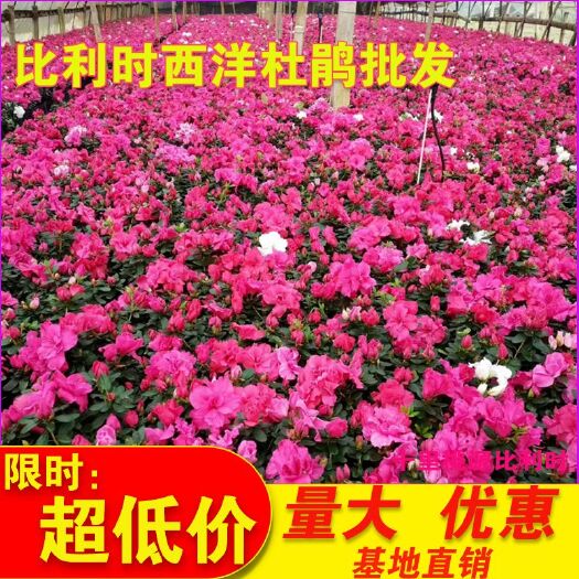 平邑县【带花苞】杜鹃花盆栽大苗带花苞植物的花卉四季开花不断花卉观花