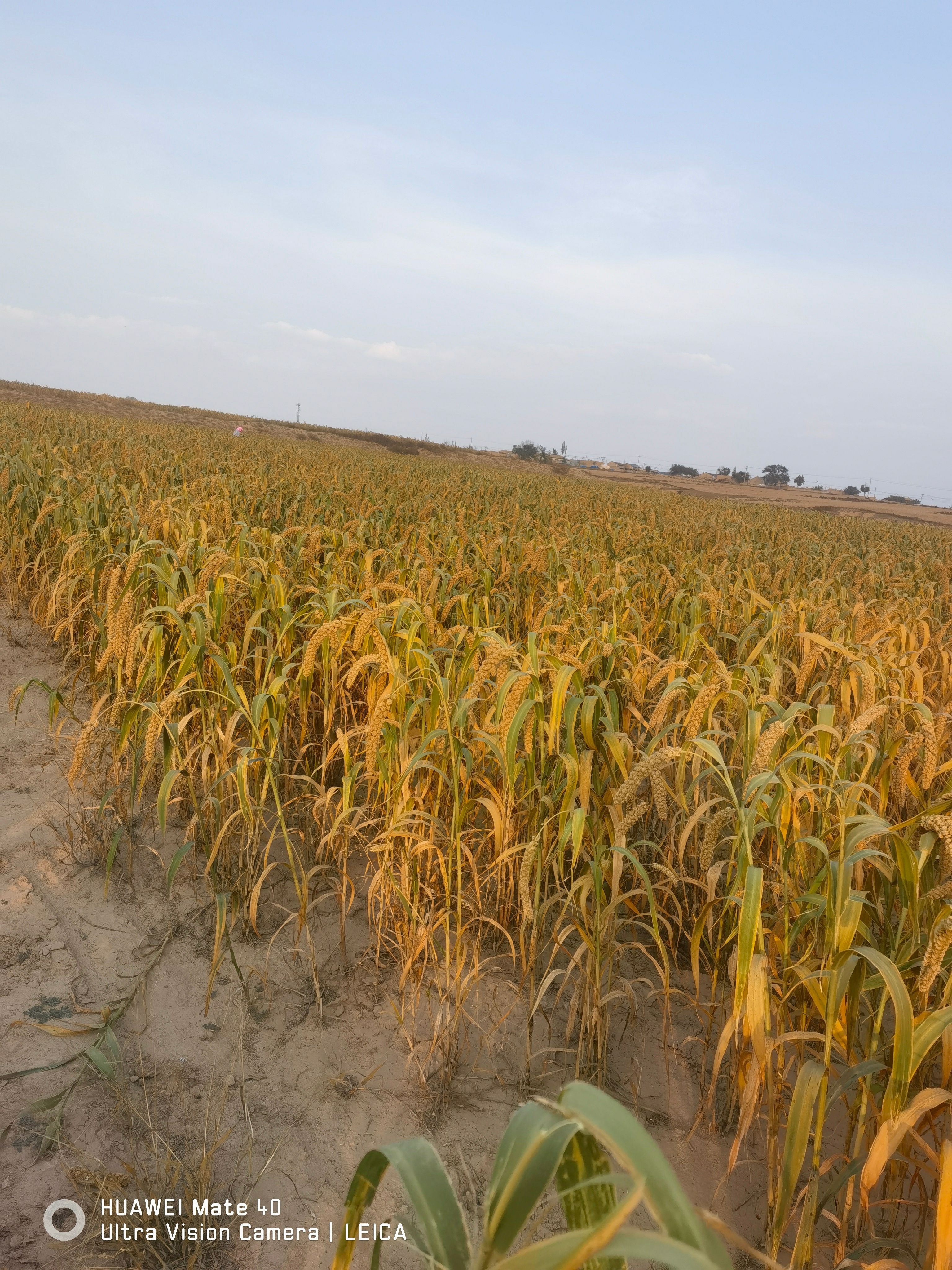 宁夏盐池县谷子出售，600亩