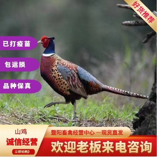 江阴市山鸡，七彩山鸡，鸡，可快递，物流，专车送货。到家