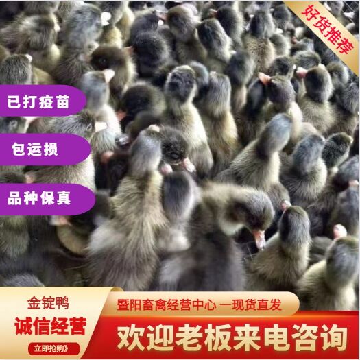 江阴市金锭鸭，蛋鸭，金锭麻鸭，多产蛋鸭，脱温鸭苗