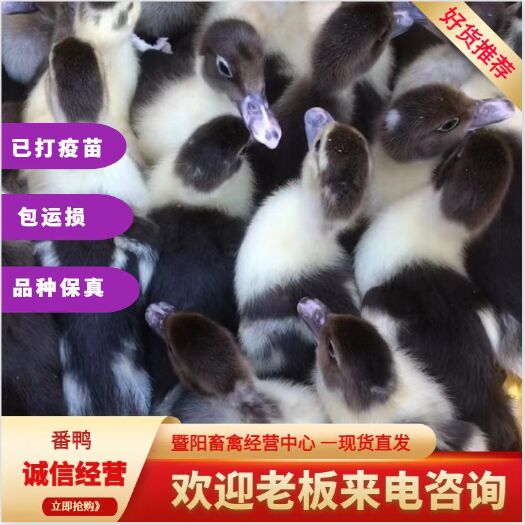 江阴市番鸭脱温鸭苗红头鸭4两-7两，量大价优，最低10只起发。
