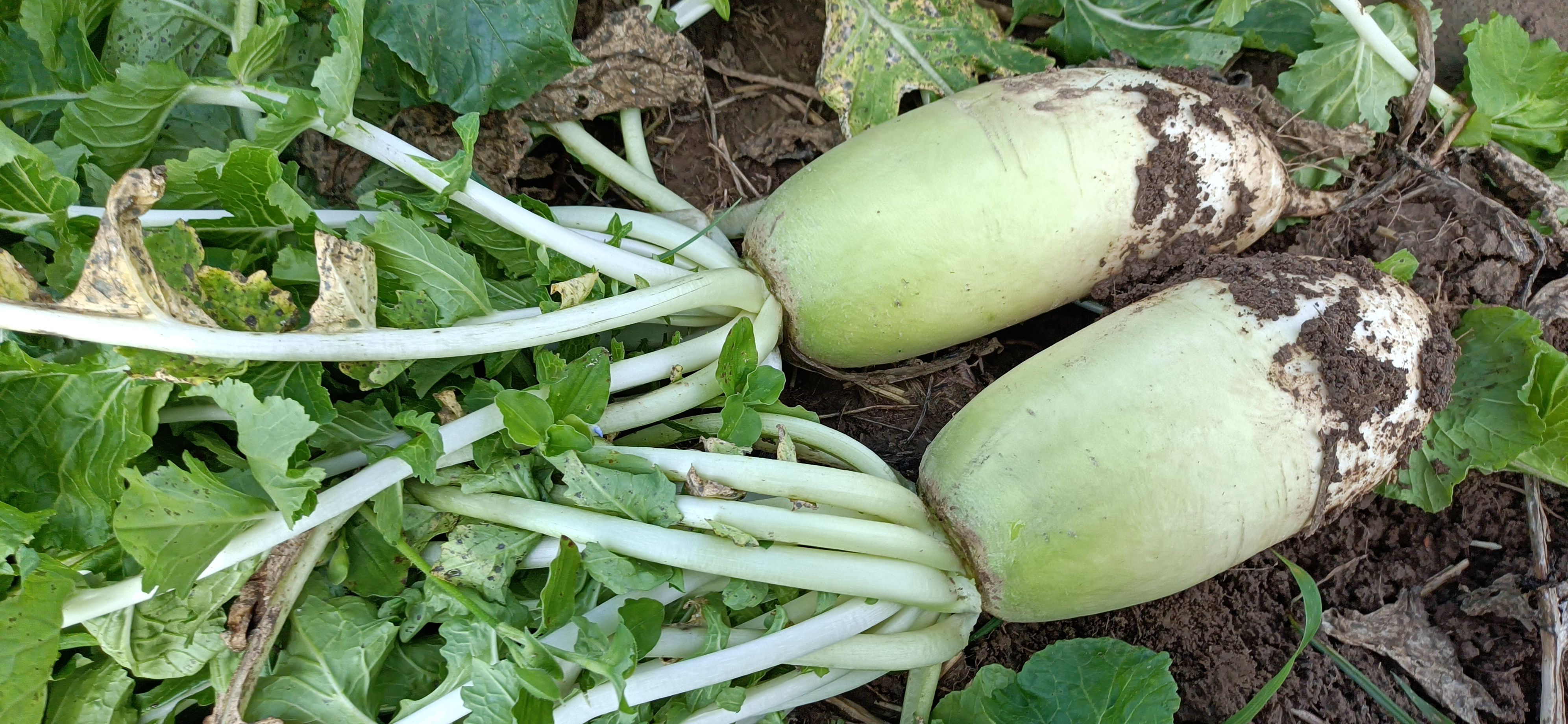 早萝卜翠.甜品相好