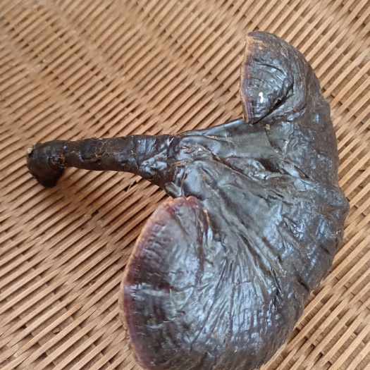 寻乌县金边灵芝黑底紫灵芝薄边黑灵芝