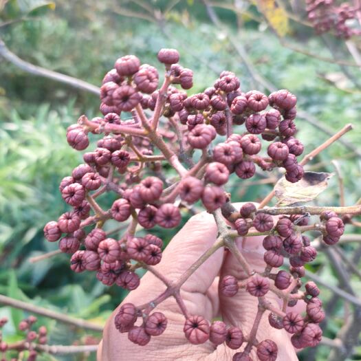 旺苍县吴茱萸