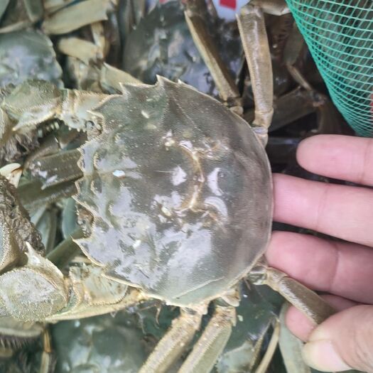 宿迁江苏大闸蟹