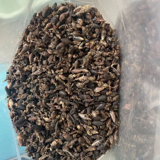 耿马县金沙牛 地鼓牛  倒退虫