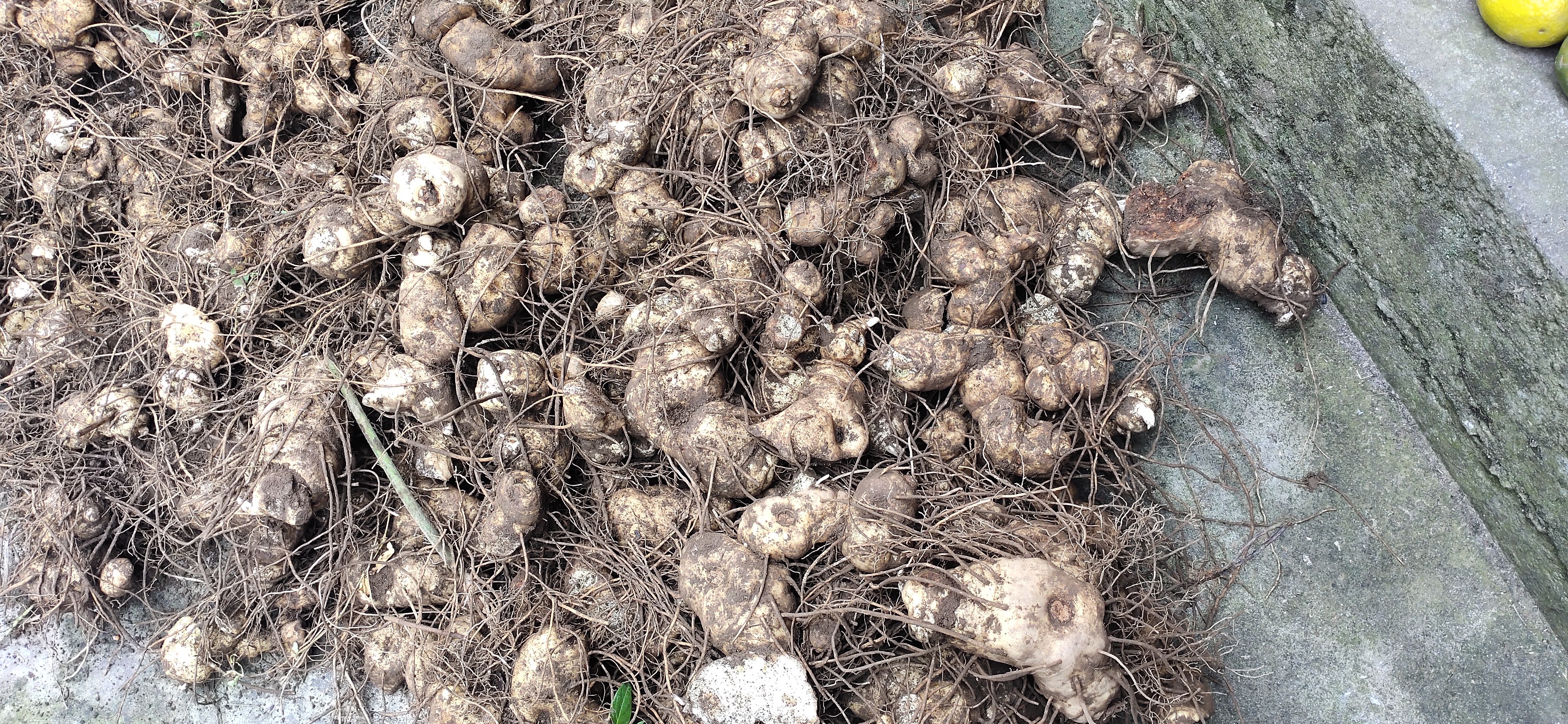 云南滇黄精新鲜老虎黄精货现挖现卖，可煲汤