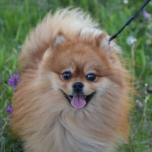 郓城县博美犬
