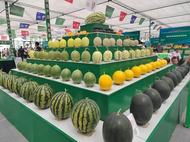 西瓜专用砧木 昌乐西瓜产地优选品种