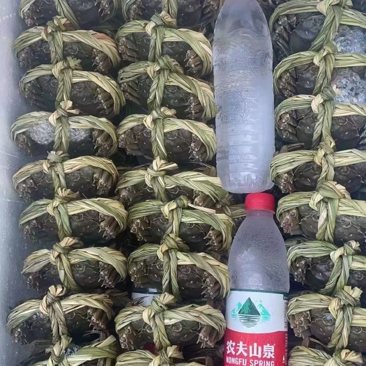 南宁江苏兴化大闸蟹