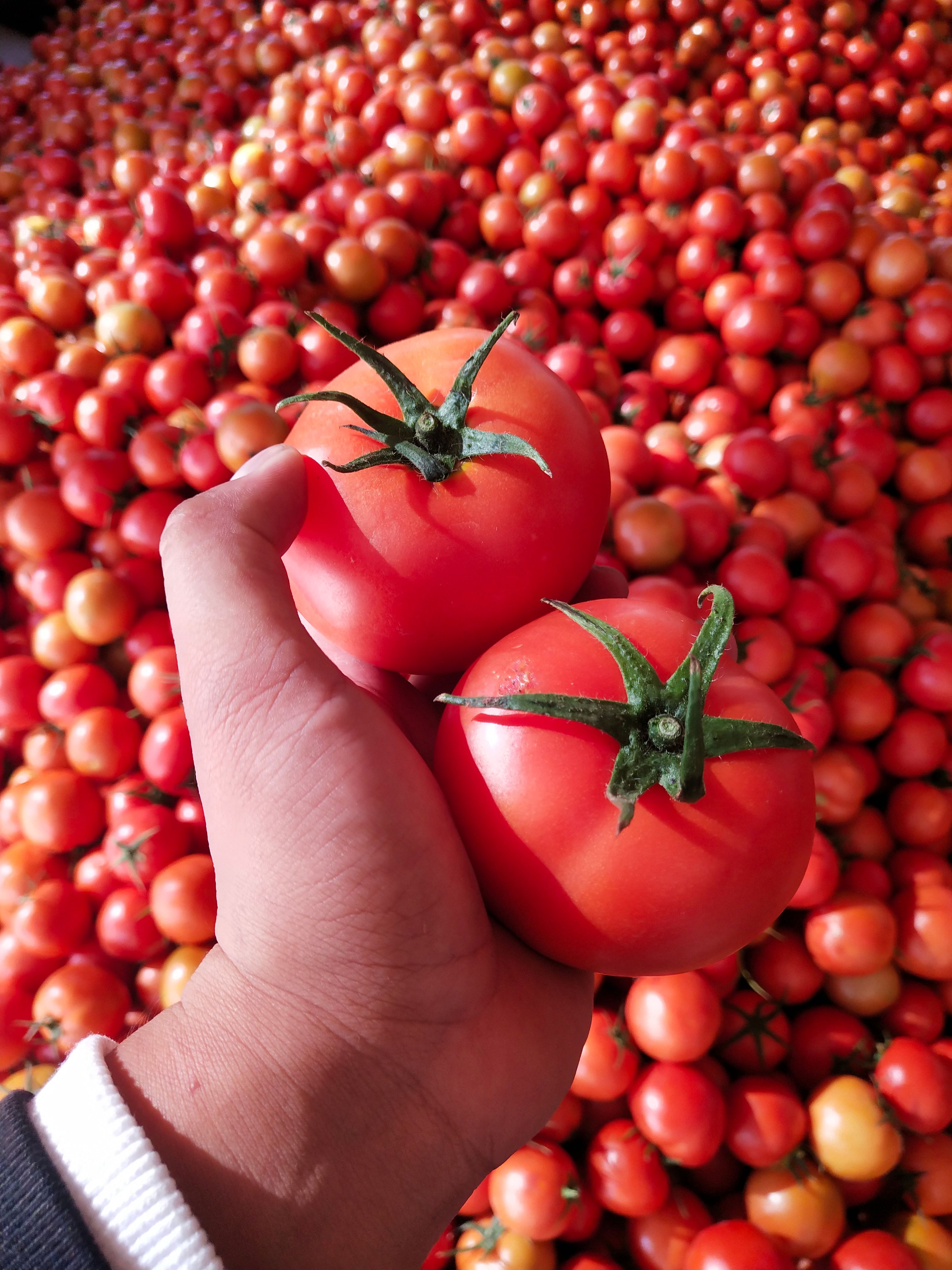 元谋西红柿上市了 欢迎采购