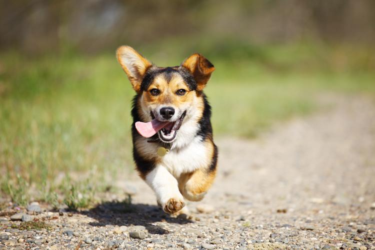 郓城县柯基犬