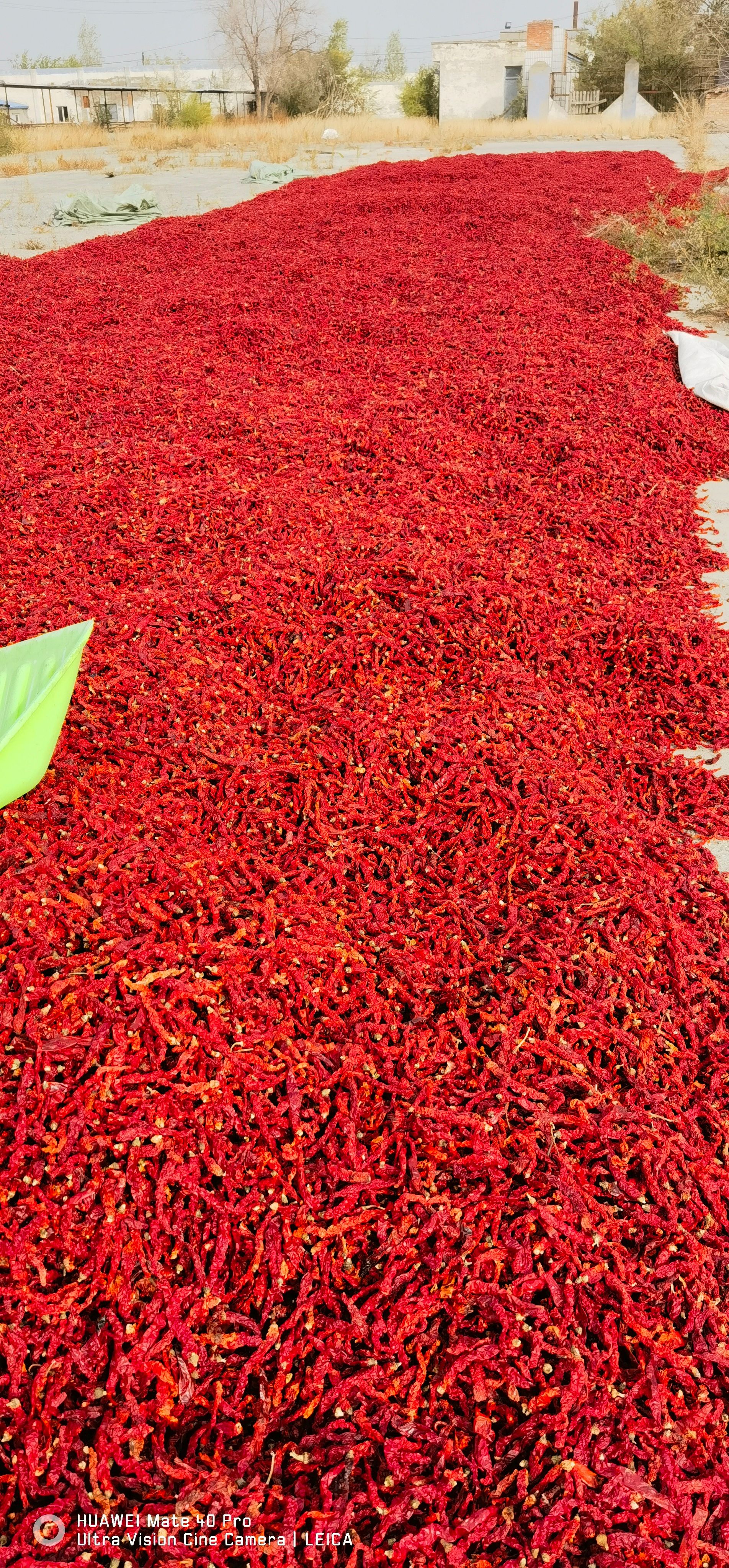 新疆剪把干线椒